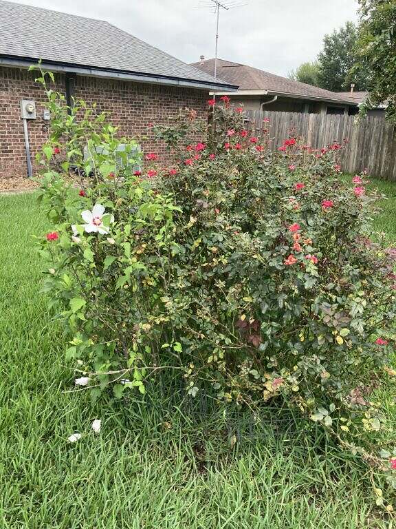 Needs trimming now, but flowers replaced the old stump.